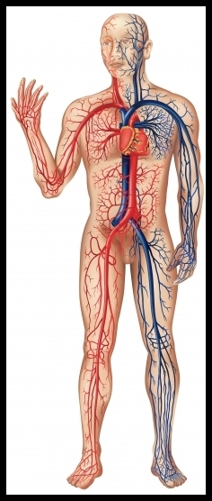 Circulatory System